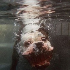 i feel like this is what my dog would look like if he would ever get remotely near the water