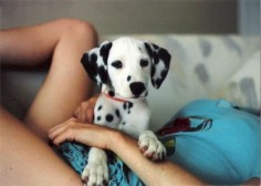 I have wanted a Dalmatian my entire life and some day I WILL have one.