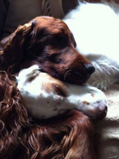 I just LOVE this picture, it is So Sweet!   An Irish and English setter sleeping together.