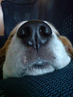 I love Beagle noses!!