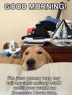 I love dogs's photo: I get this in stereo every morning.