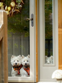 i love the one on the right peeking through the window! :D