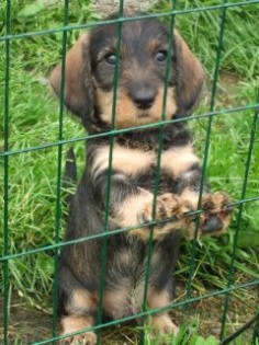 I love wire haired dachshund. This one is really cute