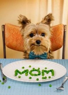 I love you mom! #yorkie #yorkiemom #yorkiedad #yorkshireterrier #yorkielife #yorkielover #loveyorkies #pet #dog #puppy