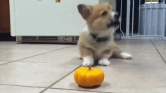 I mean, what kind of “innocent” creature picks on a helpless baby pumpkin? | 21 Puppies Who Absolutely Cannot Be Trusted