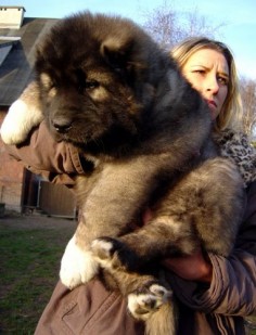I need him in my bed right now. Caucasian Mountain Shepherd pup.