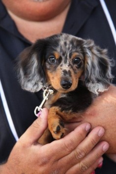 i need this little one! doxie