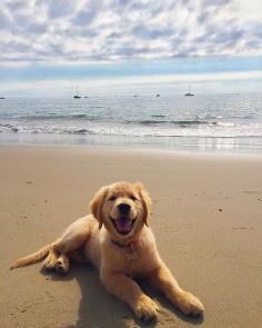 I realize I'm getting a Portuguese Water Dog, but Golden Retrievers are just too cute to resist pinning ♥