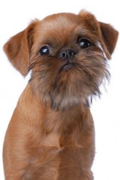 I reeeeeally want our next baby to be a Brussels Griffon! Eric is slowly coming  using the angle that its a dog with a beard!