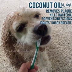 I share a lot about how I keep our family healthy (naturally – meaning without chemicals found in traditional home / health / body care products). Today I’m sharing how I keep our Cocker’s 