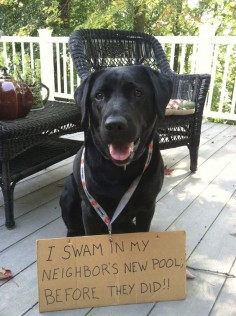 I swam in my neighbor’s new pool before they did!