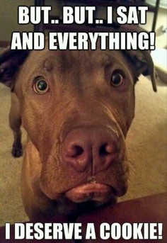 I swear this is what goes through my dog's head every time we won't give him people food. Lol