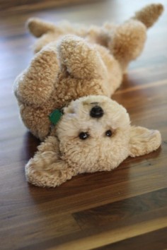I thought this was a teddy bear. it's a mini golden doodle! sooo cute!!!