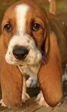 I want a Basset Hound Puppy