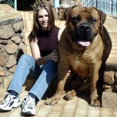 I want a pet boerboel!!!!!! some custom combiners from South Africa showed me this breed, neat dogs, cant imagine what it would cost to take care of one though!