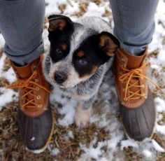 I want another red heeler! This one is a blue heeler.