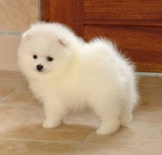 I WANT ONE! It's a Japanese spitz.