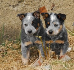 I want these too!! Australian cattle dog pups ♥