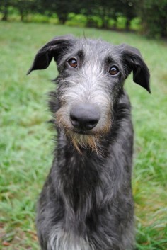I will have an Irish wolfhound in my life.