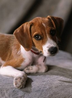 I would LOOOOVE a Jack Russell- Beagle mix