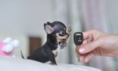 I would take this little guy in a heartbeat !!!!! teacup chihuahua puppy. I had to pin it  freaking tiny!