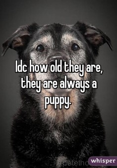 Idc how old they are, they are always a puppy.