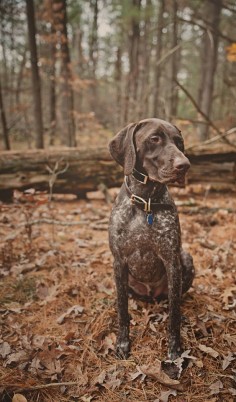 if i could go exploring with a bud like  Engaging Tails: Fynn | Daily Dog Tag