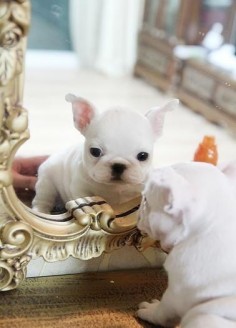 IF i ever get a dog, it shall be a frenchie. That's a BIG if.