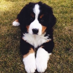 If I ever have to make a choice between my fertility and having a Bernese Mountain Dog puppy there would be no contest.