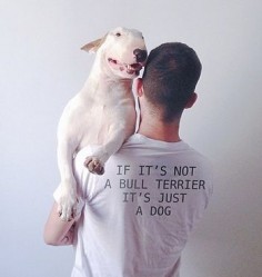 if it's not a bull terrier it's just a dog