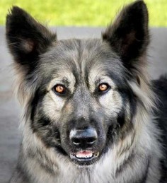 If trying to breed a dog with a large number wolf-like traits is difficult, then imagine the task of trying to use domestic dog breeds to reconstruct a species that went extinct a long time ago. 
