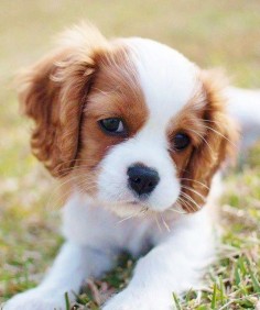 If we ever get a small dog it will definitely be a Cavalier - too cute!