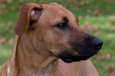 If you are looking for a rugged, strongly muscled working dog then look no further than the Black Mouth Cur. This breed is a medium- to large-sized dog that is named for the black coloration on its muzzle.