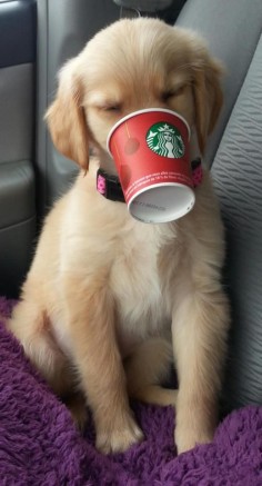 If you ask for a "puppuccino" at Starbucks, they will give you a cup of whipped cream for your dog!