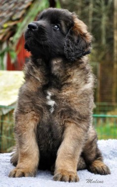 If you do not have a Leonberger in your  feel sorry for you.