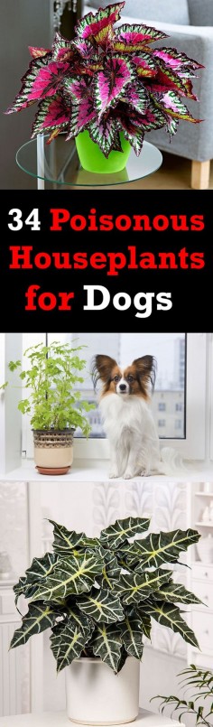 If you own a pet and love to grow houseplants, this article is for you-- Houseplants that are toxic for DOGS.