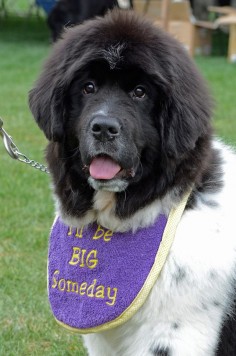 I'll Be Big Someday | BIG Gentle Dogs