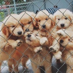 I'll take all of them please!! Baby Goldens!!!