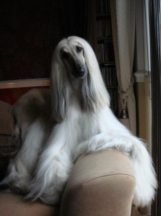 Im well aware that Afghan Hounds probably dont speak French, but this photo says je suis tres belle, nest-ce pas?