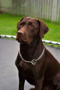 Image detail for -File:Labrador Retriever chocolate Hershey  - Wikipedia, the ...