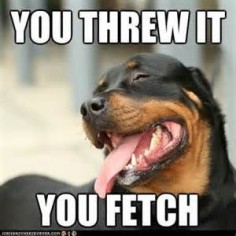 Image detail for -Funny Rottweiler Dogs Photos/Images 2012 | Funny Animals