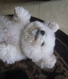 Image of bichons frise sleeping on its back looking so cute and