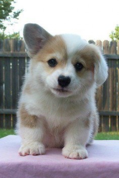 [Image: photo of a fuzzy corgi puppy looking at the camera outside. hirs left ear is flopped down]