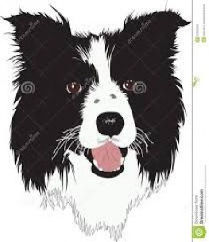 Image result for cartoon border collie