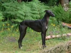 Image result for photos of greyhounds