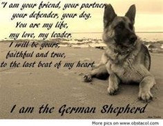 Image Search Results for funny german shepherd