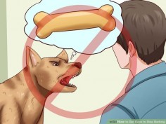 Image titled Get Dogs to Stop Barking Step 1