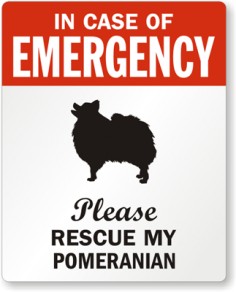 In case of emergency, please rescue my Pomeranian!