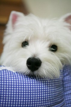 In my perfect world I would live in a cute little house and live with my cute little westie :)