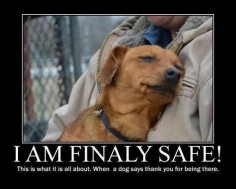 In the arms of the angels,,God Bless All The Precious Animals and All The Precious Angels Who Rescue and Care For Them,,,,